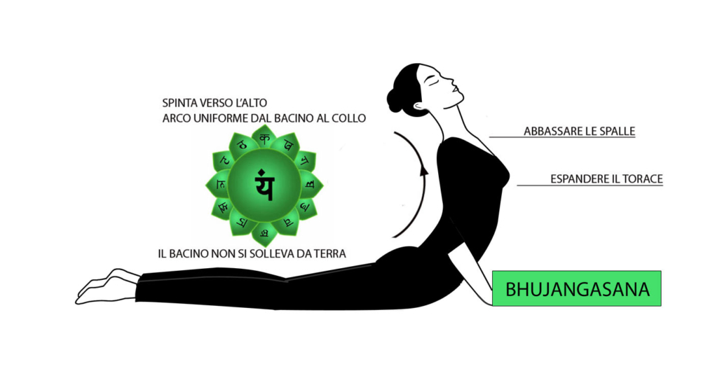Bhujangasana attiva il chakra del cuore